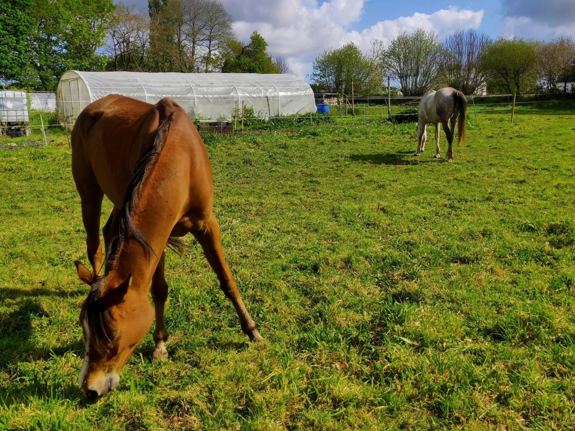 Chambres D'Hotes Et Gite D'Etape Avel Glaz Morlaix Zewnętrze zdjęcie